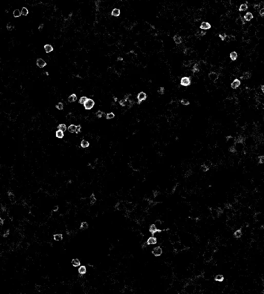 T cells in the spleen_28