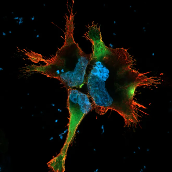 A group of HEK293T cells (with their nuclei stained blue using Hoechst) that express TurboID on their outer membrane, visible through the attached HA-tag (in 595-red). The green (488) signal shows local biotinylated protein generated by the TurboID._37