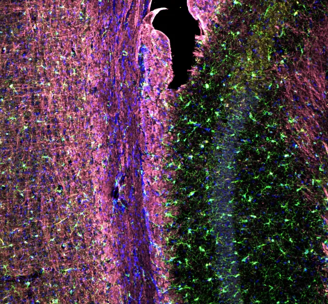 Glia Galaxy