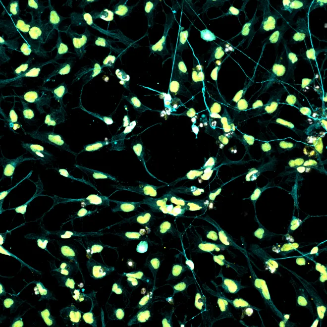 Cosmic connections in the darkness of night, every star is linked into greatness