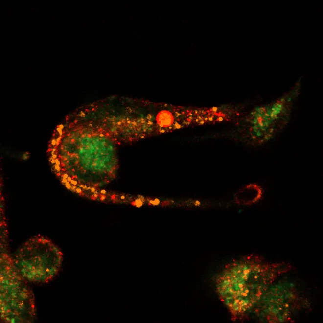 Something is fishy about this cell - Shrimp or seahorse, that is the question